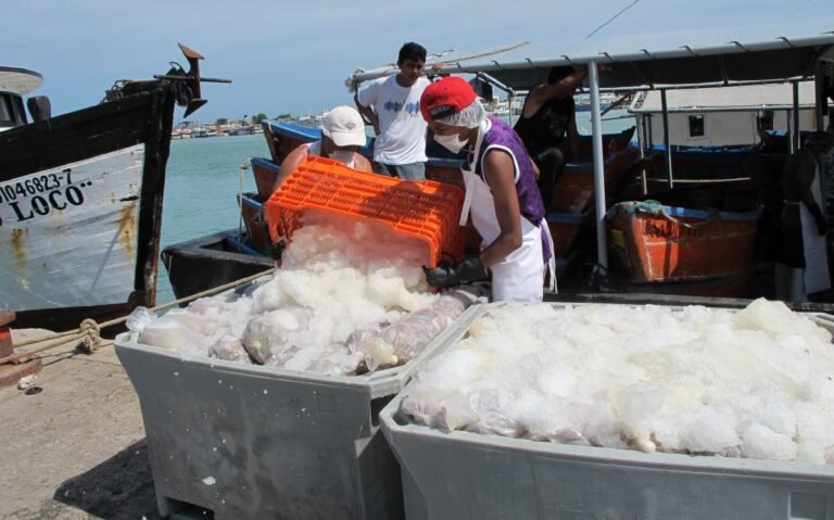 Pulpeada extraordinaria: aumenta el precio del pulpo en Yucatán
