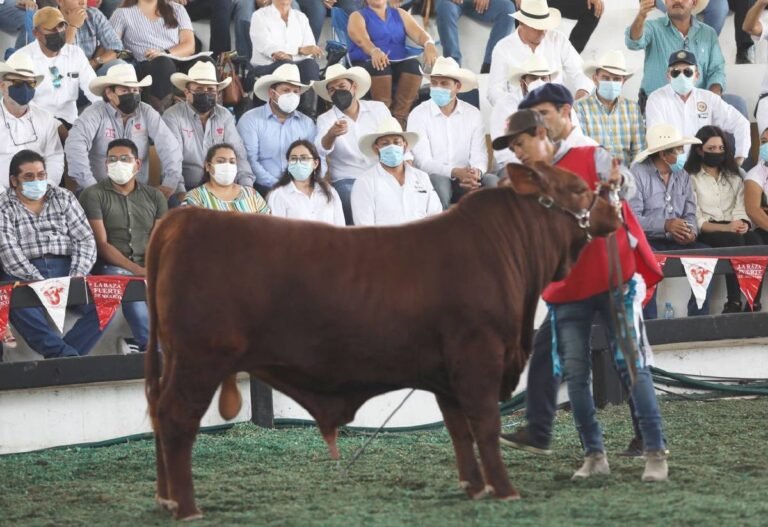 En Xmatkuil se comercializaron 260 ejemplares