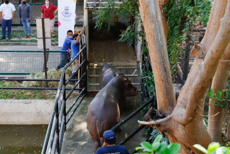 Dos hipopótamos del Centenario de Mérida serán enviados al Edomex