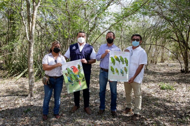Liberan ocho ejemplares de loro frente blanca, especie amenazada y en peligro de extinción
