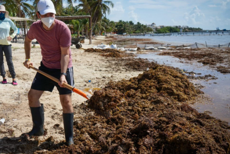 Secretaría de Ecología y Medio Ambiente lanza programa ‘Adiós al sargazo’