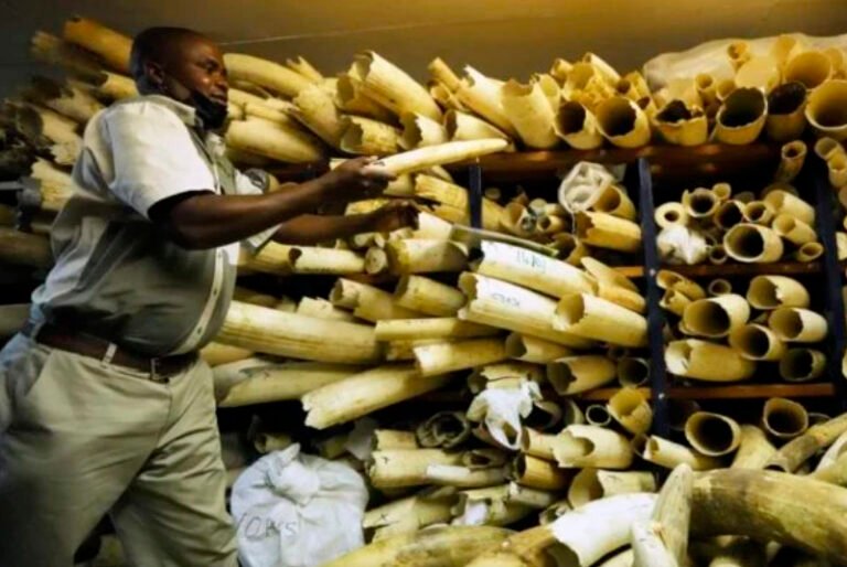 Reino Unido prohíbe importación y comercio de artículos de marfil