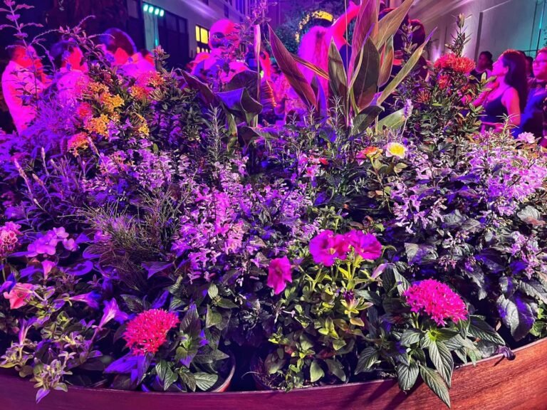 Un bello lenguaje se apodera de centro de Mérida