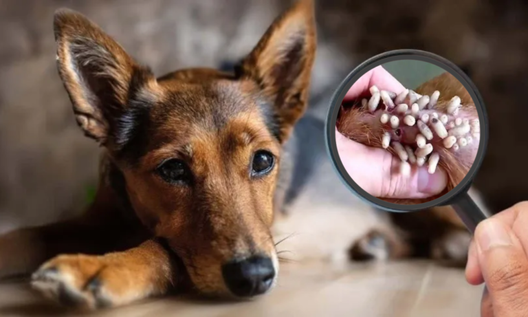 Gusano barrenador en otro perro de Yucatán: lo detectan en veterinaria de Mérida