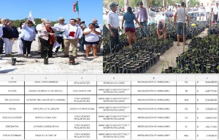 Denuncian desvío y presunta corrupción en programa federal de manglares en Yucatán: más de 29 mdp fuera del alcance de pescadores