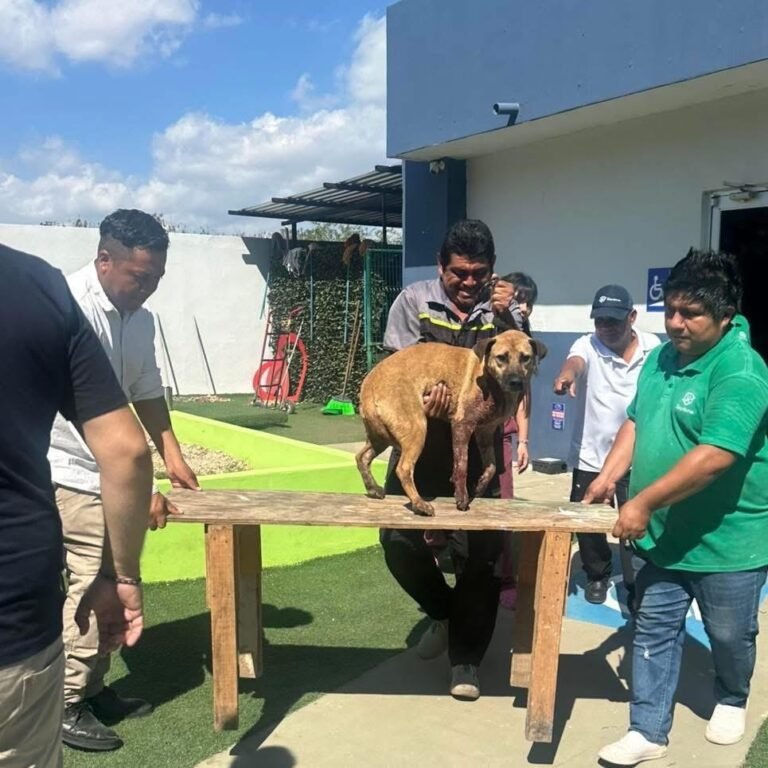 Rescatan a perro gravemente herido dentro de escuela en Mérida; presentaba impactos de balines y fracturas