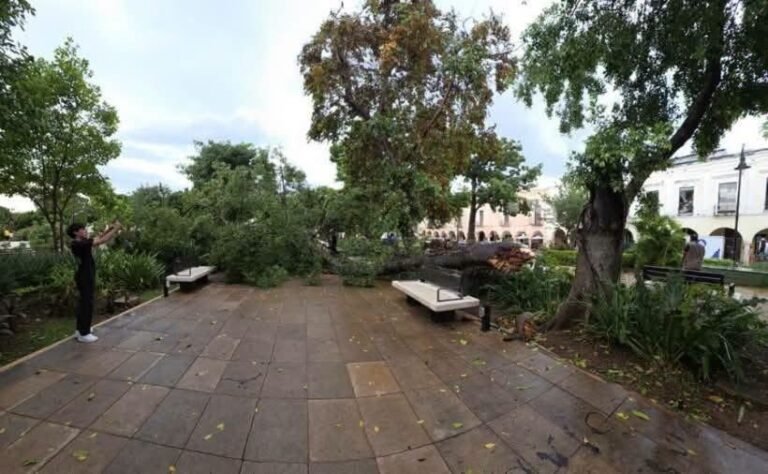 Lluvia y viento provocan caída de enorme rama en la Plaza Grande de Mérida