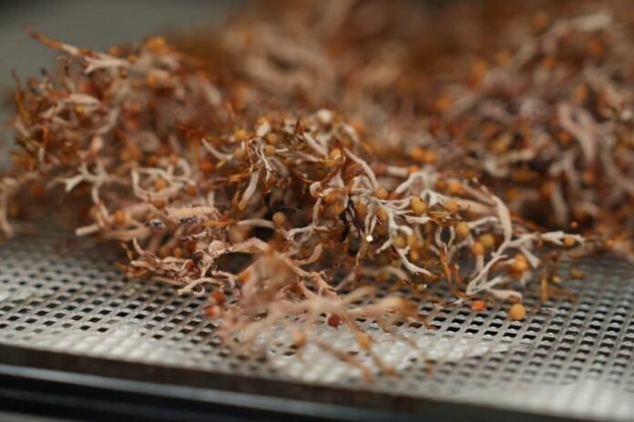 IMG_6606